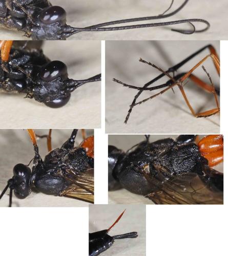 Exetastes calobatus